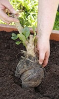 bottelage B pour la botanique 