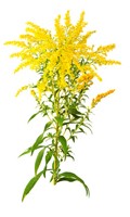 Jaune millefeuille Symbolisme des couleurs JAUNE 
