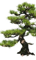 Bonsai B pour la botanique 
