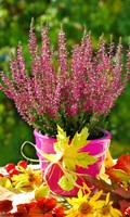 calluna C pour Campanula 