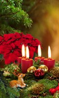 Adventsgesteck A pour Amphore 