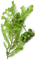 conifères C pour Campanula 