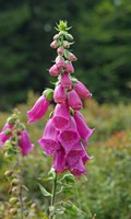campanules C pour Campanula 