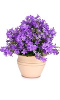 campanule C pour Campanula 