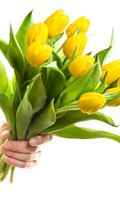 Tulipe jaune Symbolisme des couleurs JAUNE 