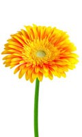 Gerbera jaune Symbolisme des couleurs JAUNE 