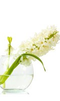 jacinthe Symbolisme des couleurs BLANC 