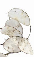 Judas Silberling J pour jardin 
