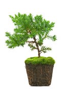 Juniperus J pour jardin 