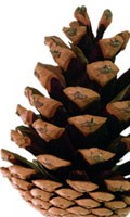 cônes de pin C pour Campanula 