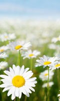 marguerite Symbolisme des couleurs BLANC 