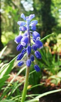 Ecologie fleurs E pour Euphorbie 