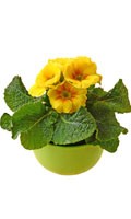 Jaune primevère Symbolisme des couleurs JAUNE 