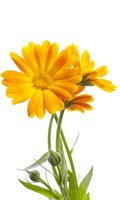 Souci Symbolisme des couleurs JAUNE 