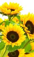 Tournesol jaune Symbolisme des couleurs JAUNE 