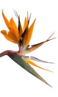 Strelizie Symbolisme des couleurs ORANGE 