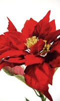 Euphorbia E pour Euphorbie 