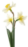 Jonquilles blanches Symbolisme des couleurs BLANC 