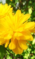 fleur F comme faïence 