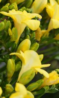 Jaune freesia Symbolisme des couleurs JAUNE 