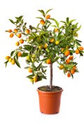 arbre standard A pour Amphore 
