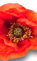 Pavot Symbolisme des couleurs ROUGE 