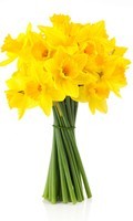 Jonquille jaune Symbolisme des couleurs JAUNE 