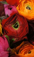 Ranunculus Symbolisme des couleurs ROUGE 