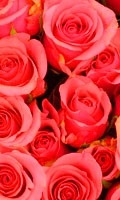 Roses rouges Symbolisme des couleurs ROUGE 