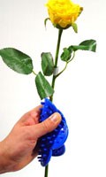 Rosenentdorner R comme Ranunculus 