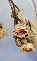 Séchage des fleurs S comme satin 