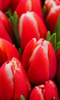 Tulipes rouges Symbolisme des couleurs ROUGE 