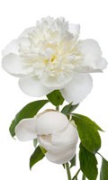 Pivoine blanche Symbolisme des couleurs BLANC 