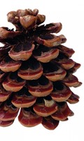 Pinecone P pour la technologie parallèle 