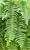 ferns F like fall flowers 