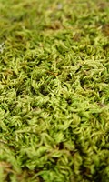 moss M as material science 