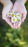 medicinal plants M as material science 