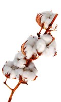 cotton C like Campanula 