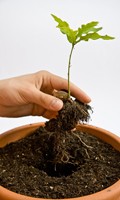 potting soil P like parallel technology 