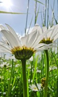chamomile Color symbolics WHITE 