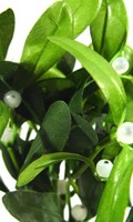 mistletoe M as material science 