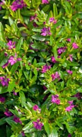 myrtle Color symbolism GREEN 