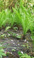 ground cover G as gardening 