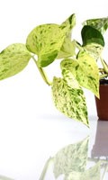 variegation V like votive candle 