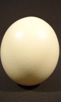 ostrich egg O like orchid 