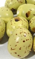 egg from quail E like Euphorbie 