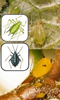 aphid A like alpine flowers 