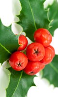 ilex I like Ikebana 