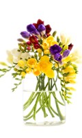 freesia F like fall flowers 