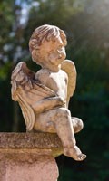 cherub C like Campanula 